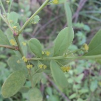 Osyris lanceolata Hochst. & Steud.